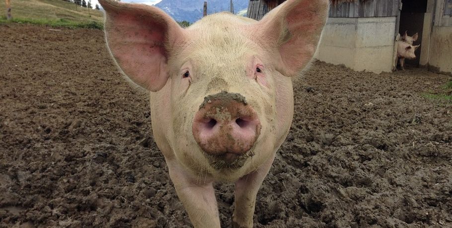 В Омской области зафиксирован новый очаг чумы свиней